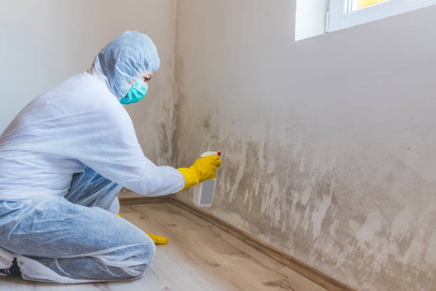 Licensed Basement Mold Remediation service in Madison, GA - WQB Mold Removal