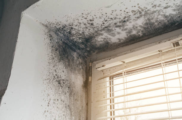 Affordable Basement Mold Remediation solutions in Madison, GA